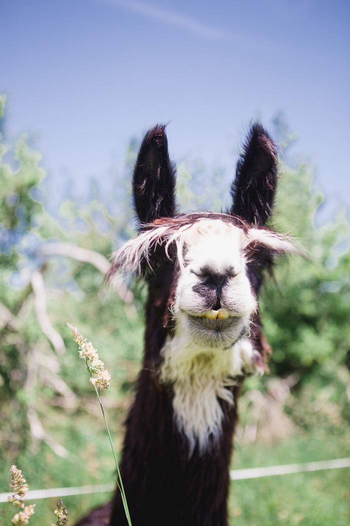 Llama