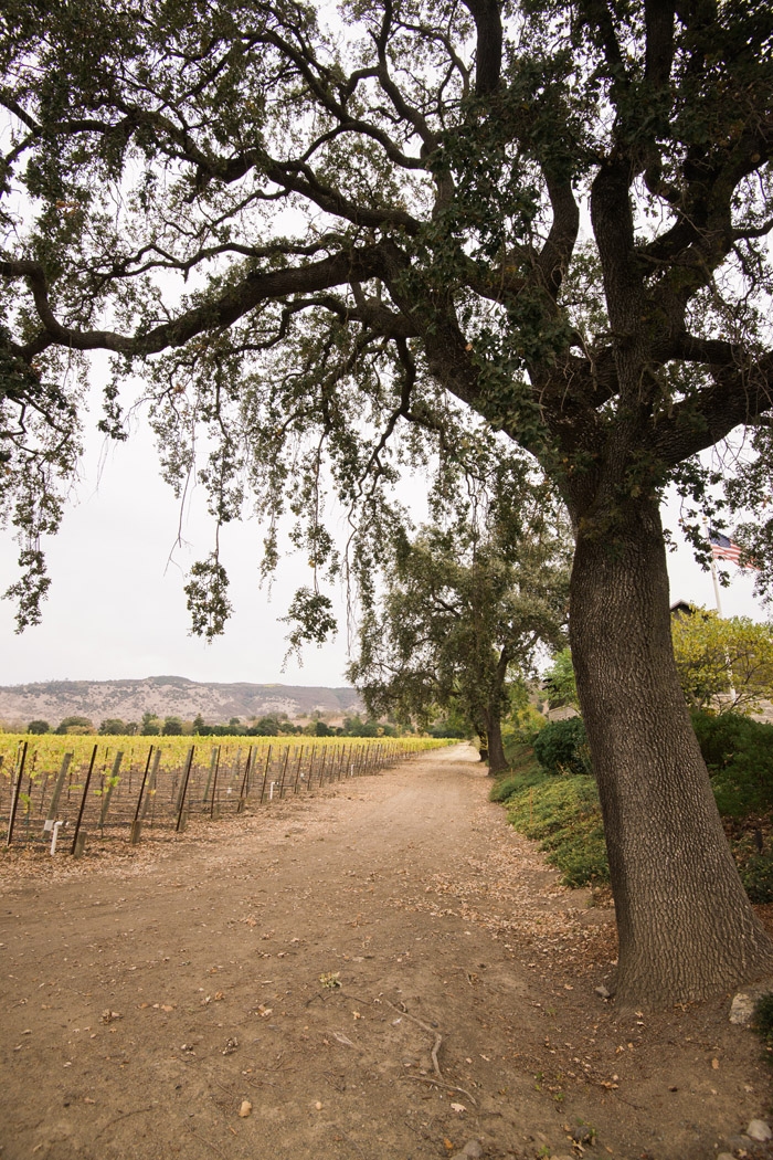 silver oak winery