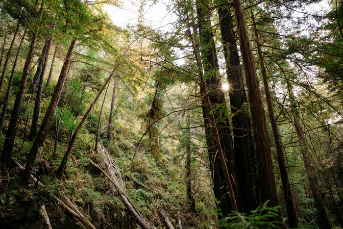 big-sur-california-elopement-kaitlyn-matt-48