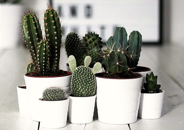 Various Cactus Planters