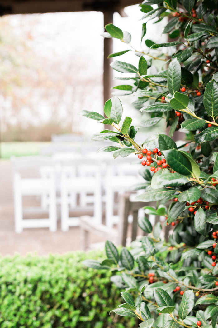 red holly berry bush