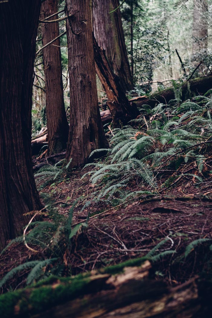 Washington National Forest