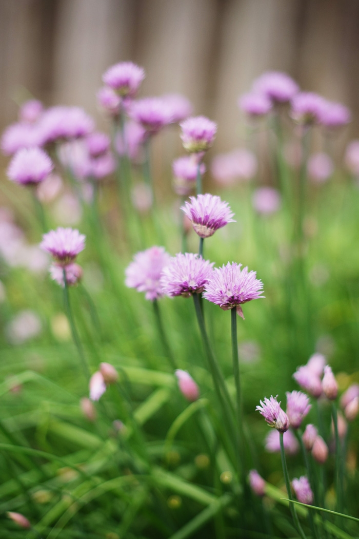 garden chives