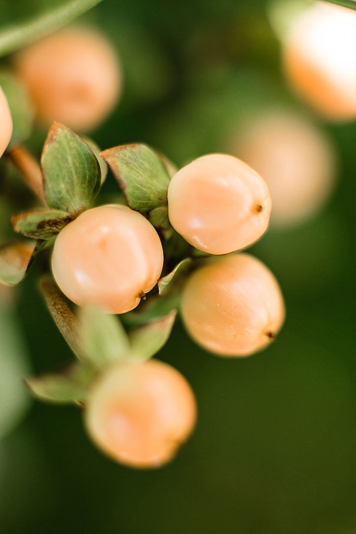 close-up of pink berries