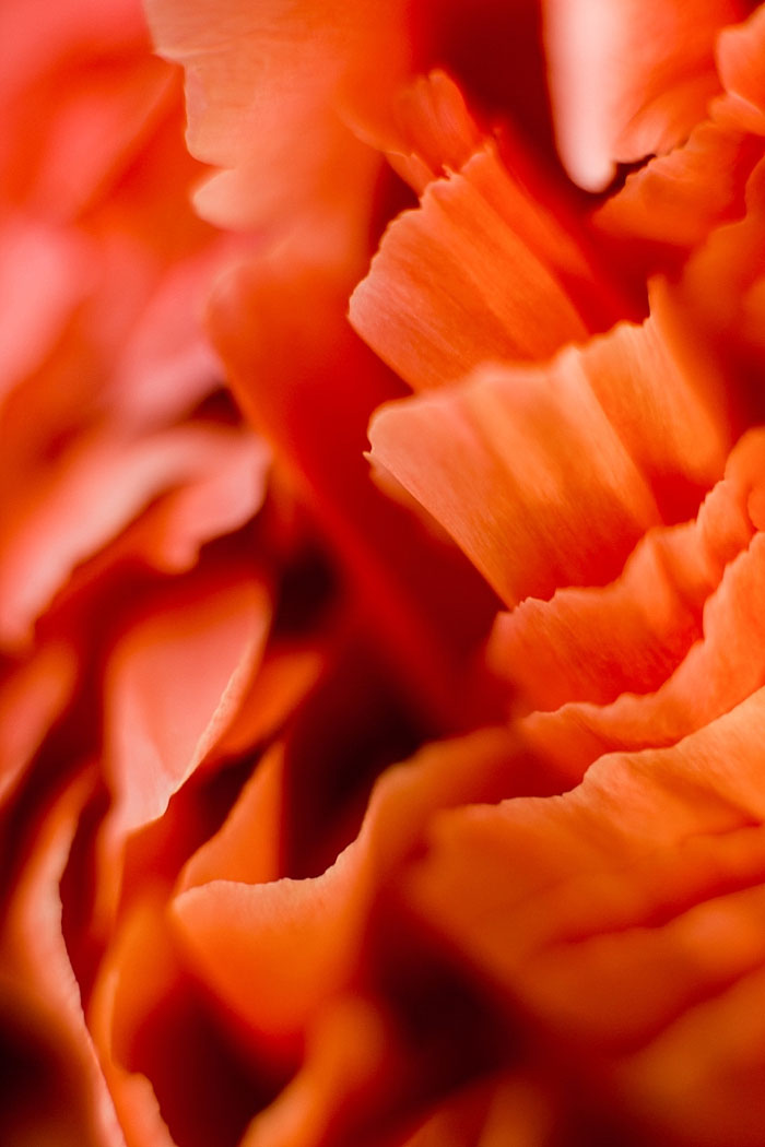 close-up of red flower