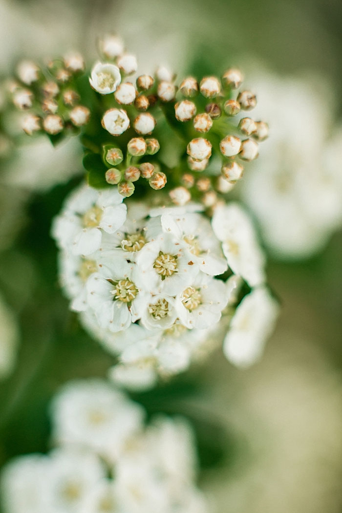 close-up of flower