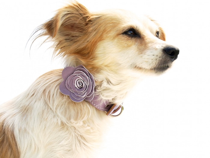 dog flower collar