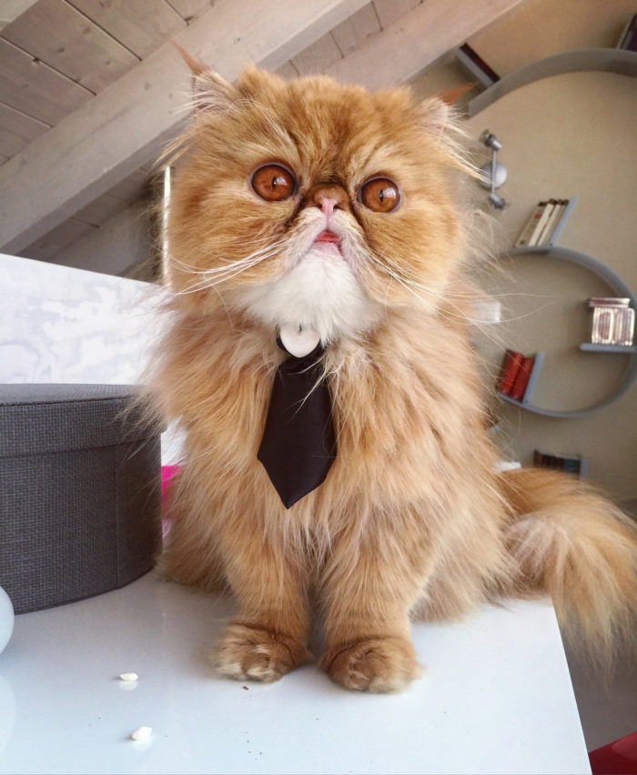 pet tie