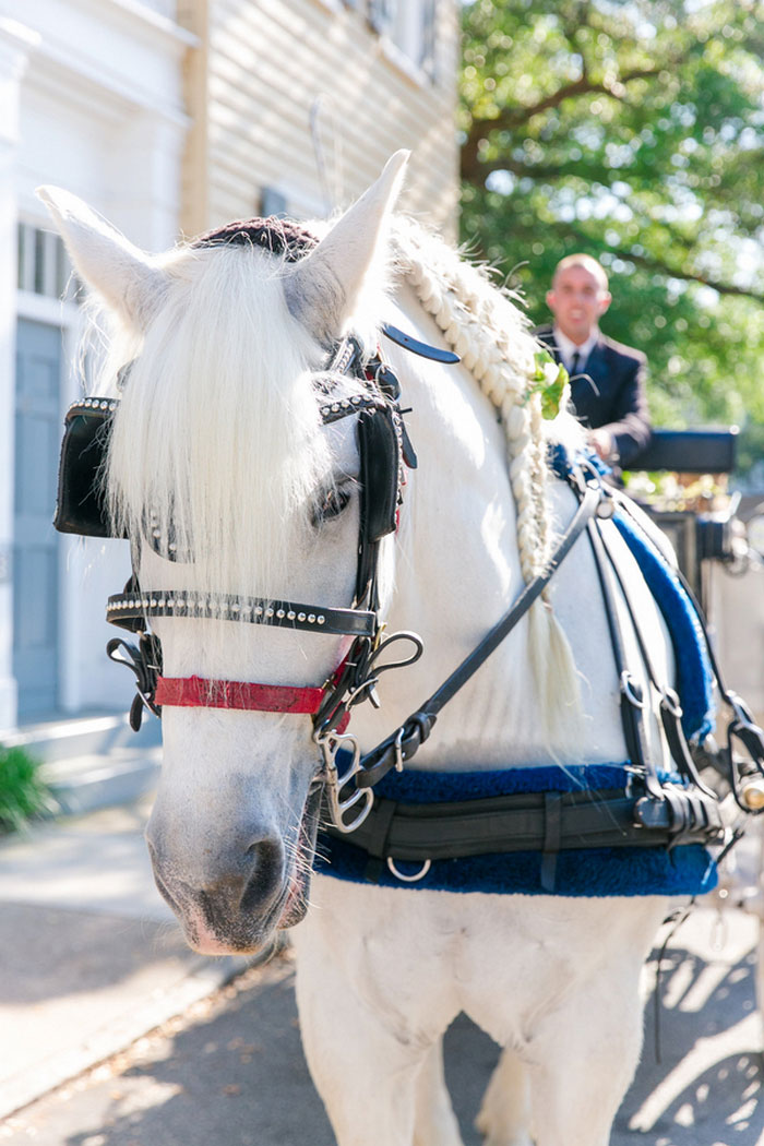 Horse and carriage