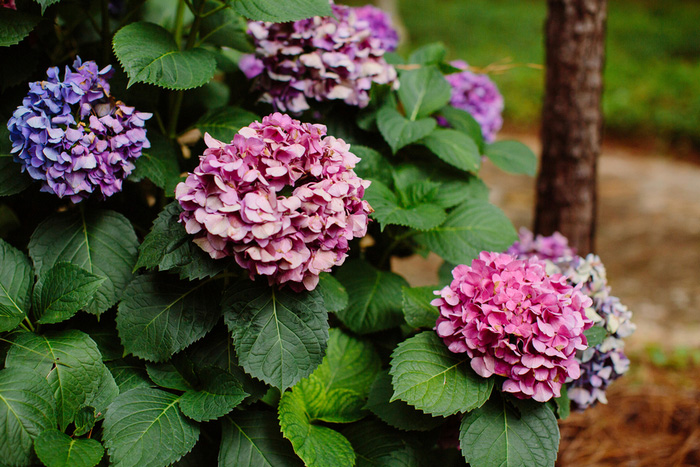 ink and purple hydrangea bush