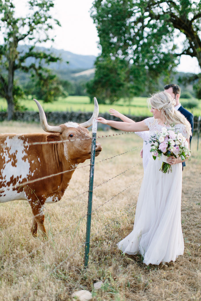 bride and groom petting cows