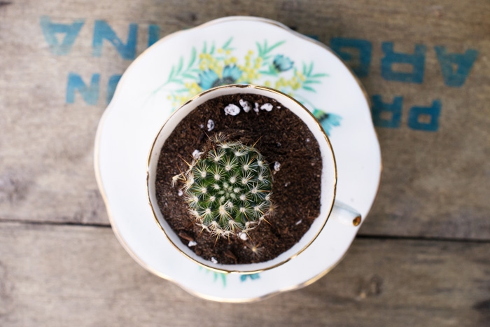 cactus favors for wedding