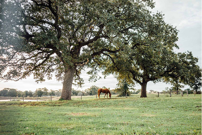 horseeating