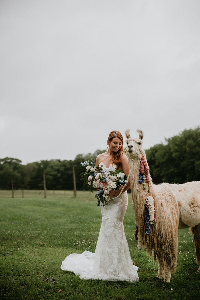 llama styled shoot