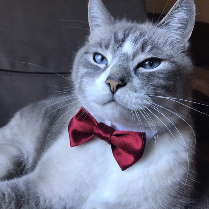 cat wedding outfit