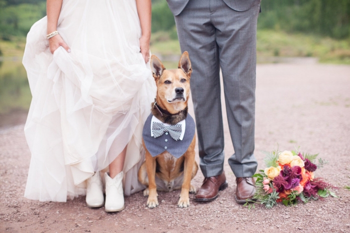 dog tuxedo wedding